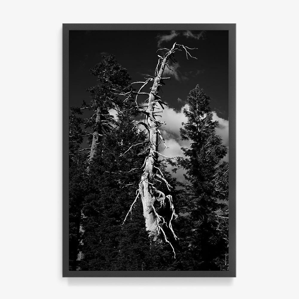 Photograph by Isaac Zoller