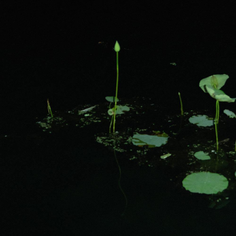 Photograph by Neil Kryszak