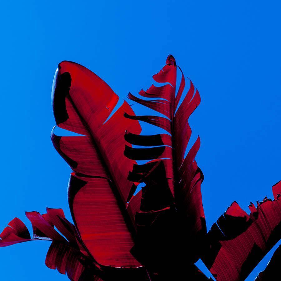 Dendrophilia I , Photography by Dendrophilia I Tappan