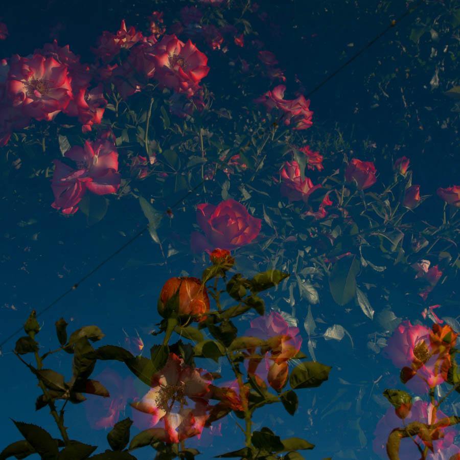 Rose Garden, Photography  by  Rose Garden Tappan
