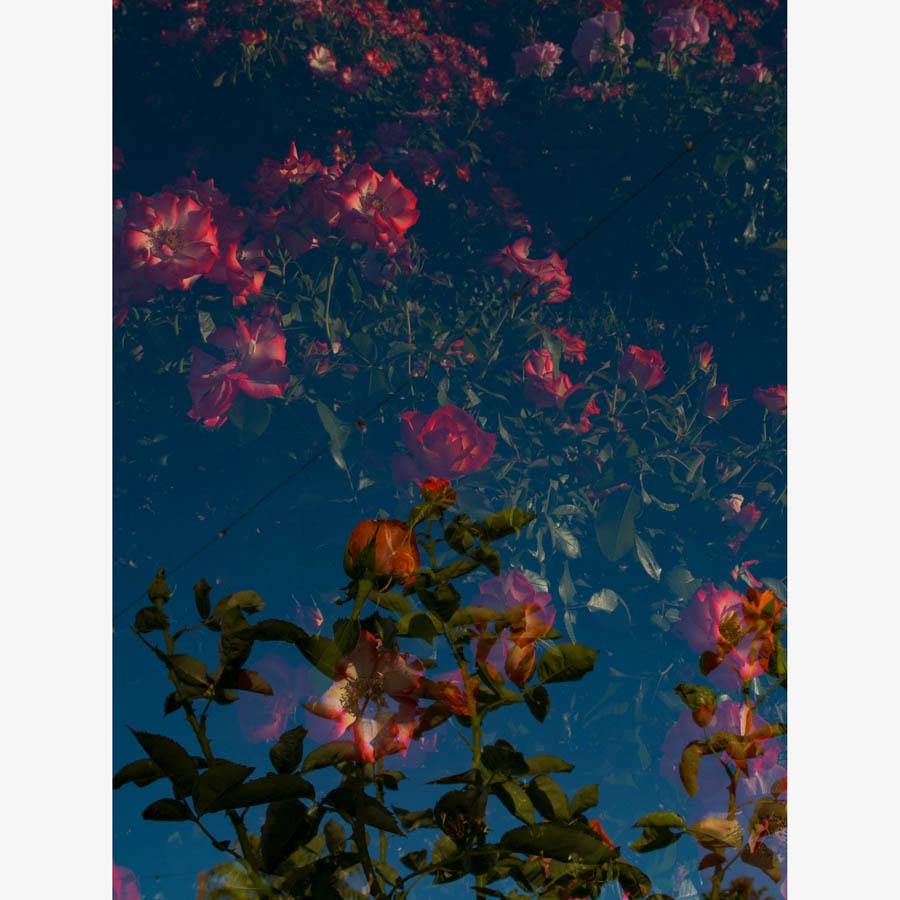Rose Garden, Photography  by  Rose Garden Tappan