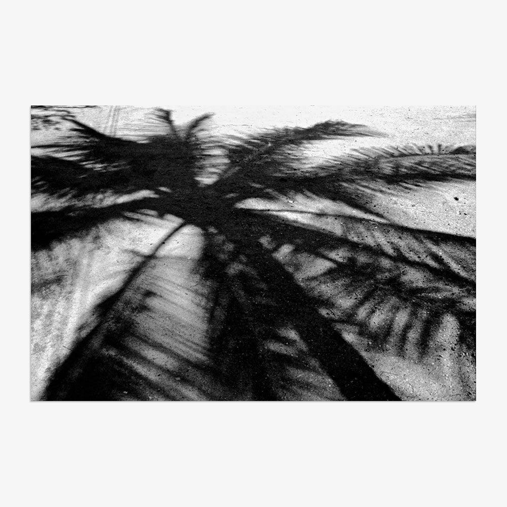 Palm Shadow