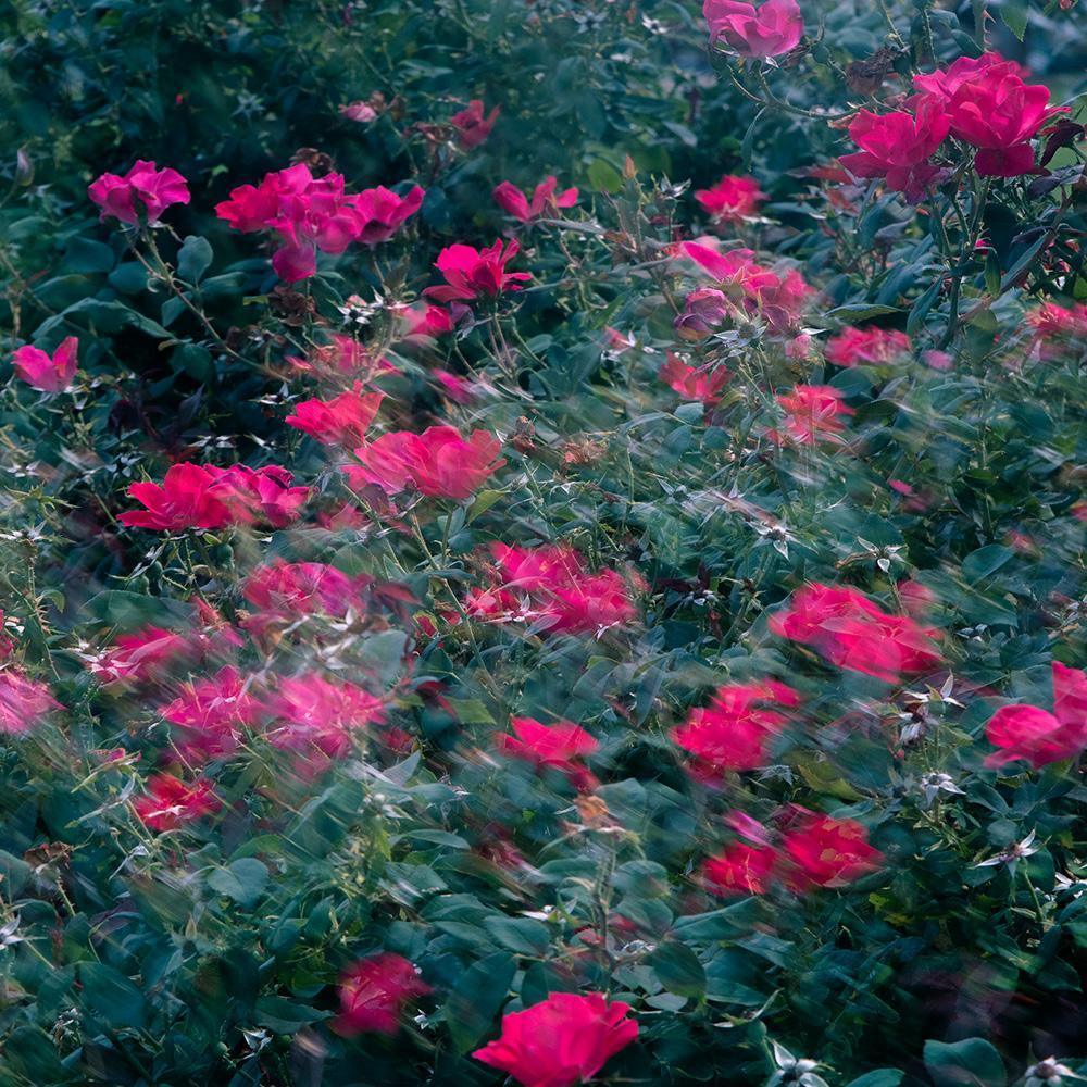 Photograph by Neil Kryszak