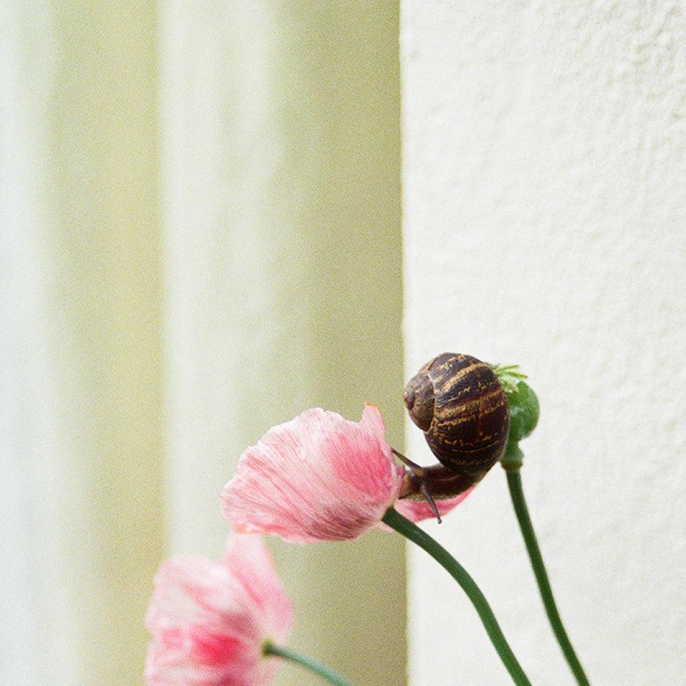 Photograph by Johanna Tagada Hoffbeck