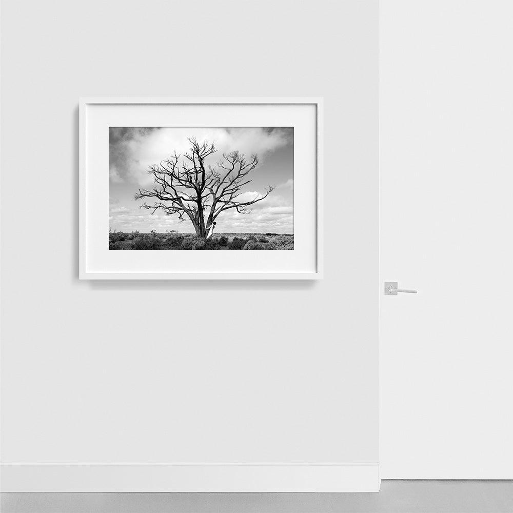 Tree , Photograph by Tree Tappan