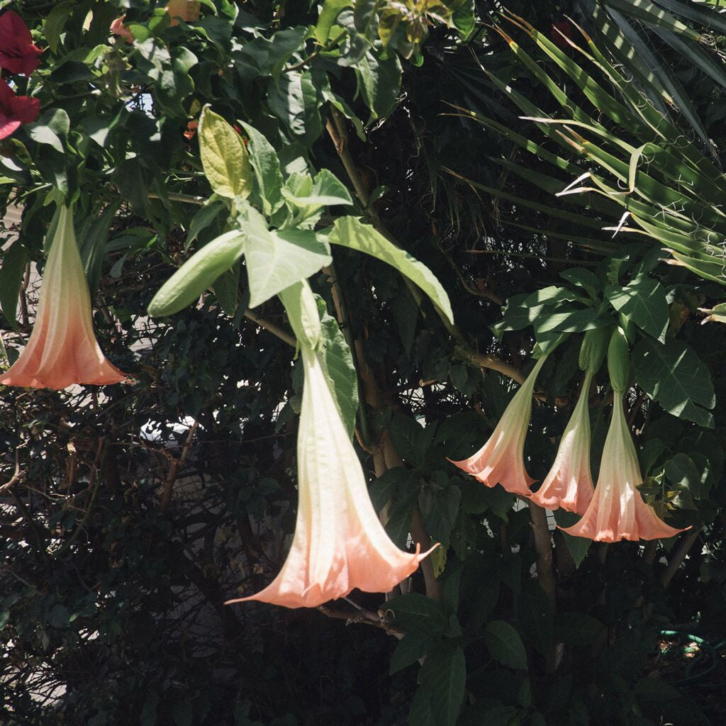 Datura Flowers, Photograph  by  Datura Flowers Tappan