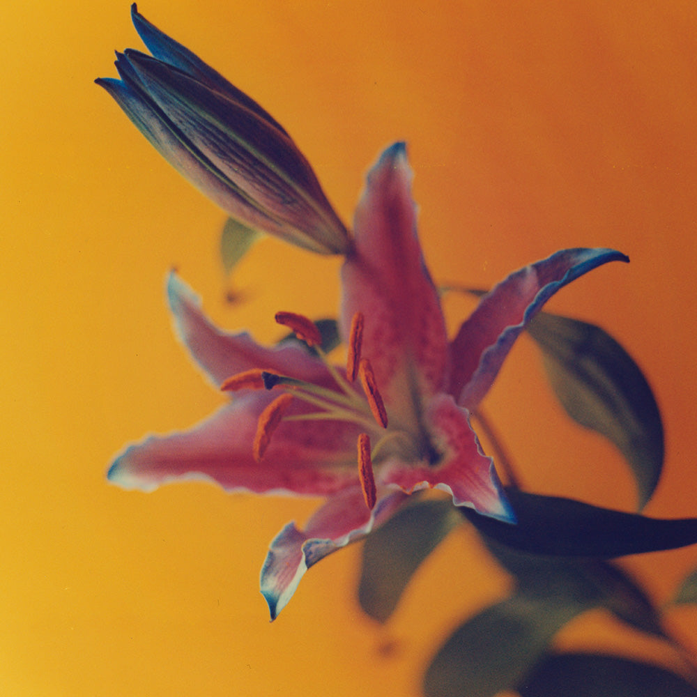 Photograph by Katie Burdon