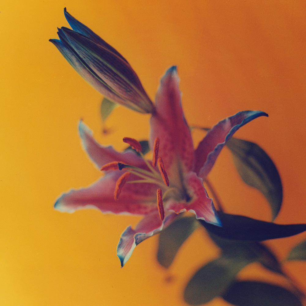 Photograph by Katie Burdon
