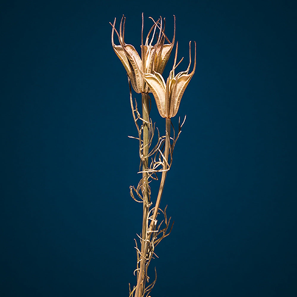 Photograph by Jan Prengel