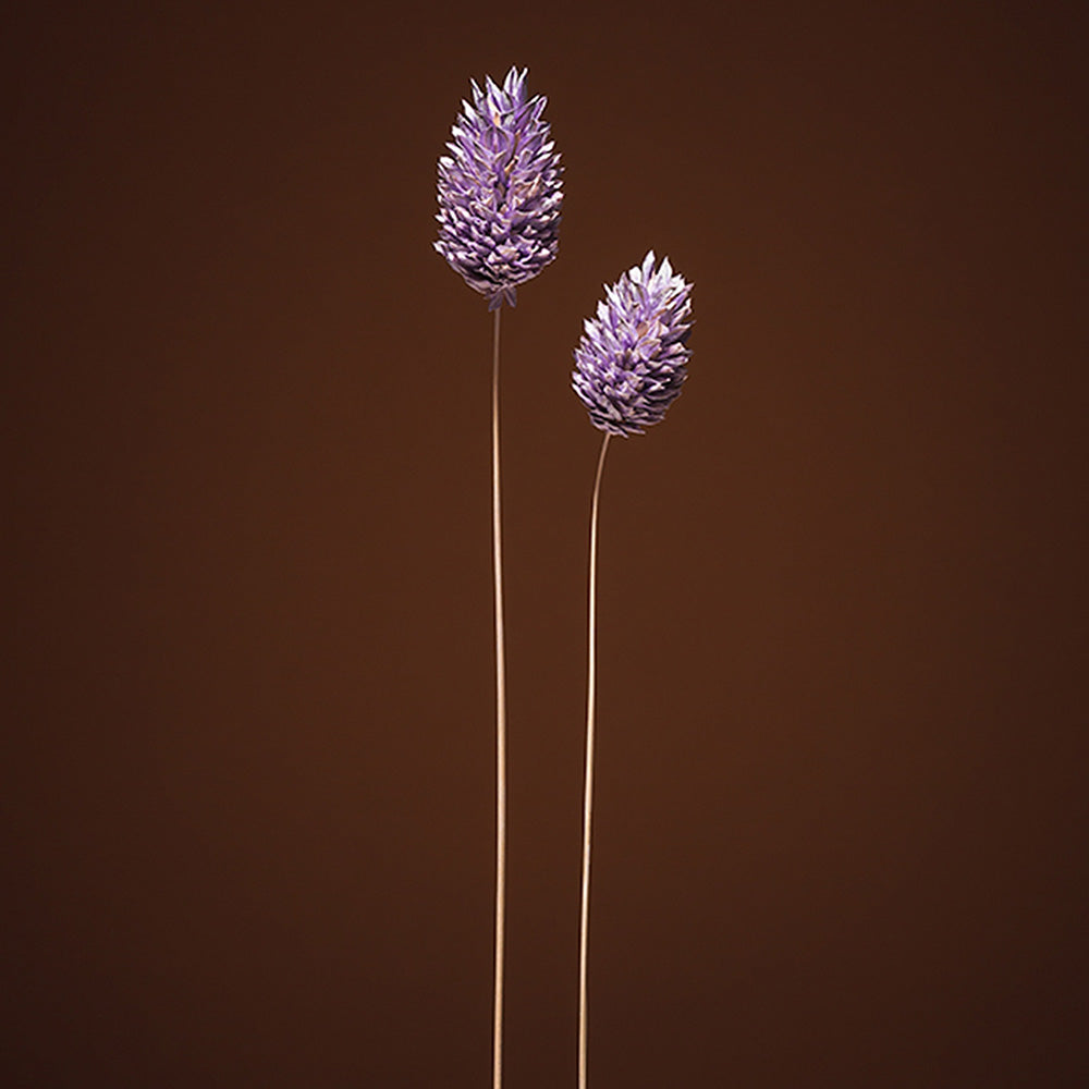 Photograph by Jan Prengel