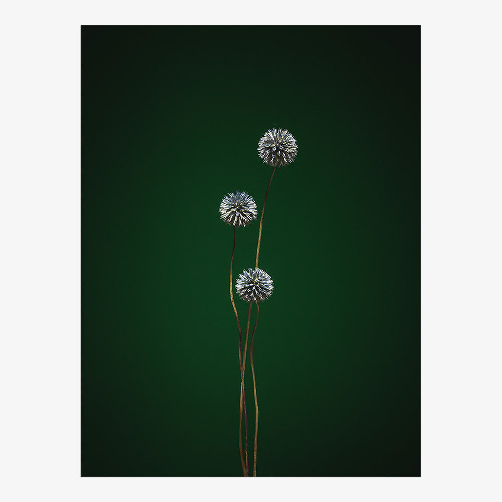 Photograph by Jan Prengel