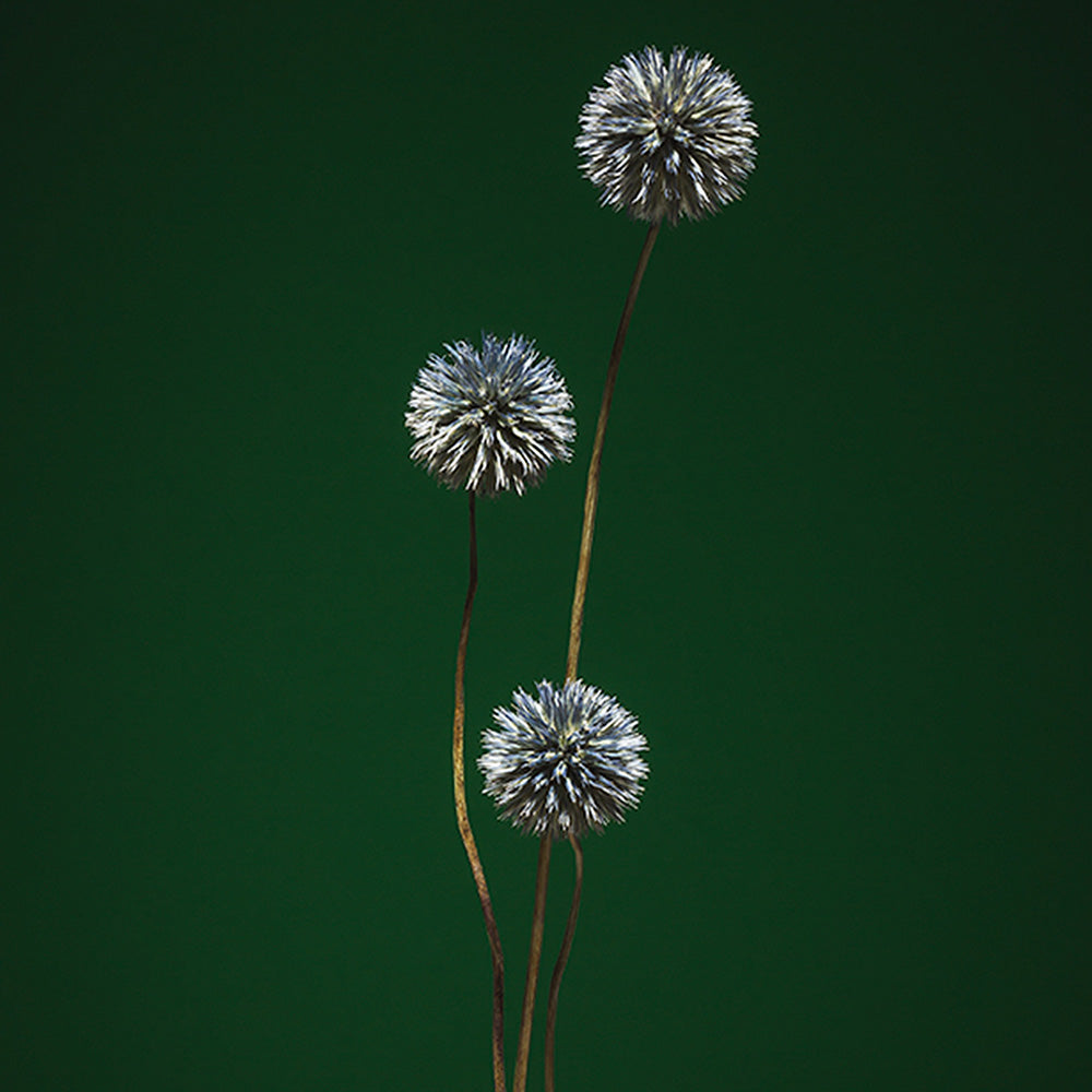 Photograph by Jan Prengel
