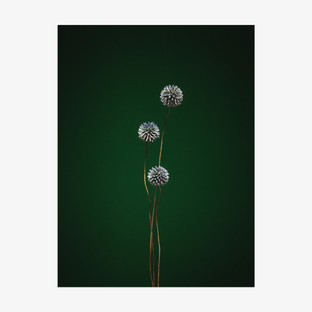 Photograph by Jan Prengel