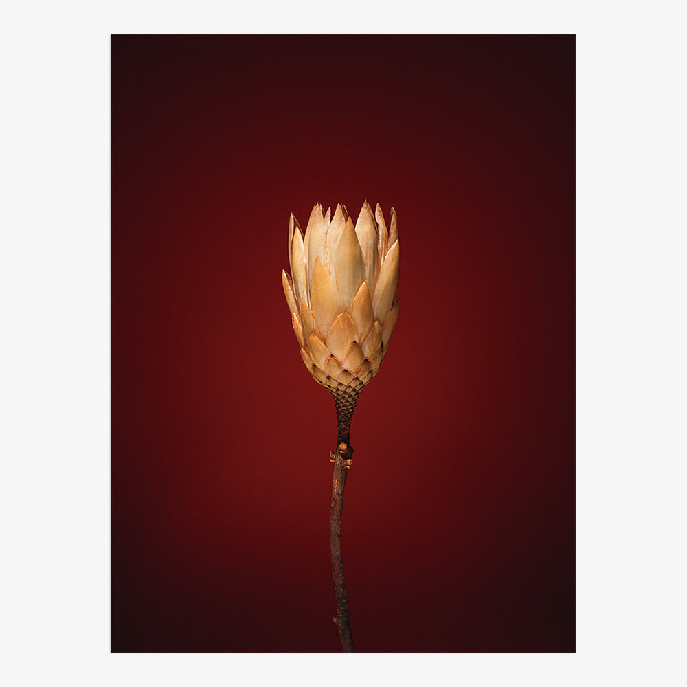 Photograph by Jan Prengel