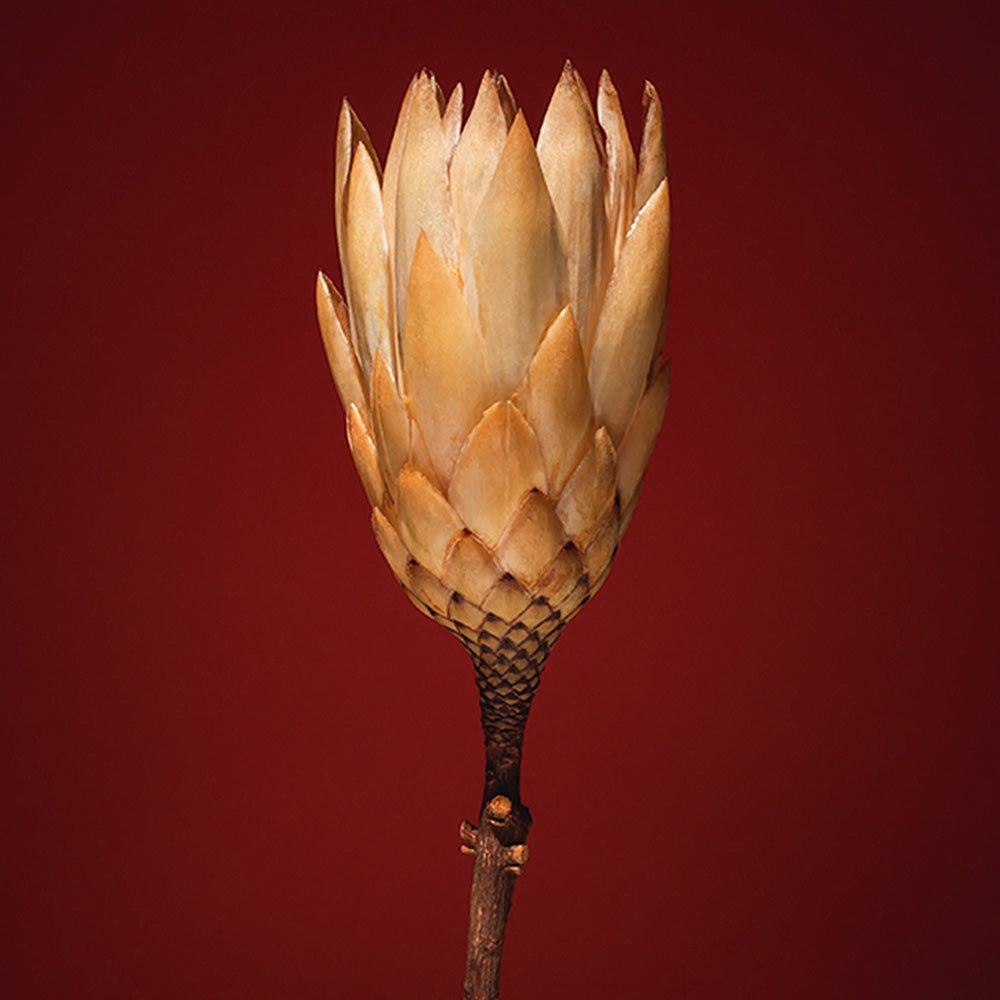 Photograph by Jan Prengel