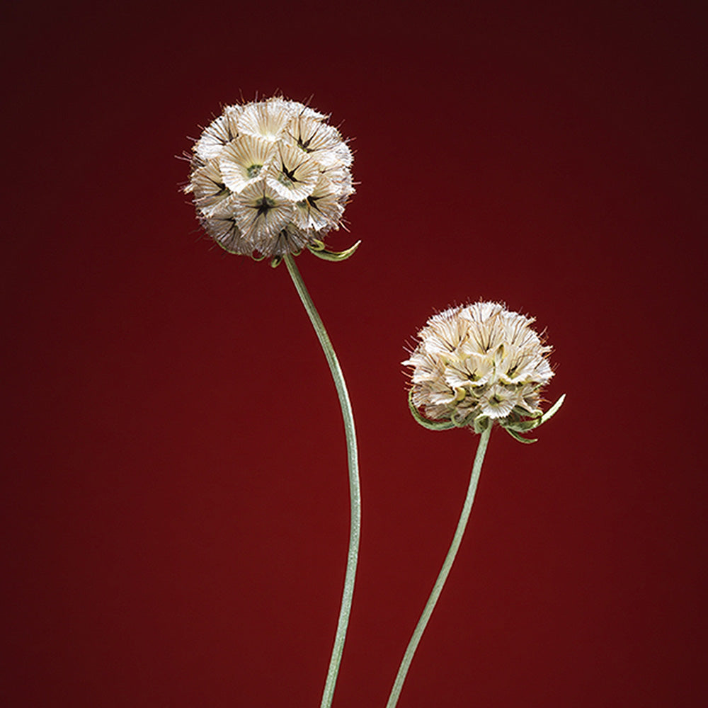 Photograph by Jan Prengel