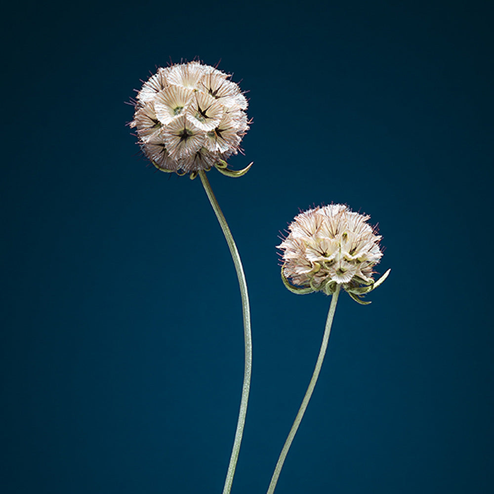Photograph by Jan Prengel