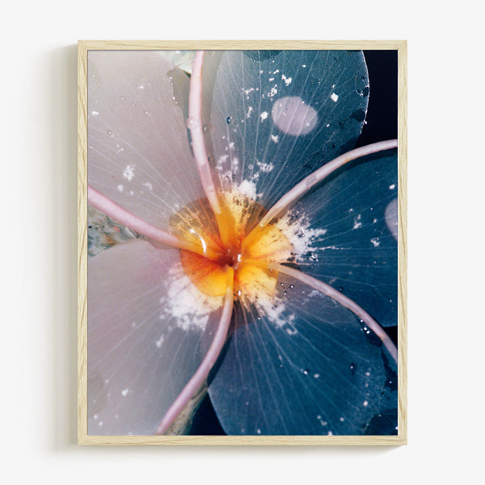 Plumeria