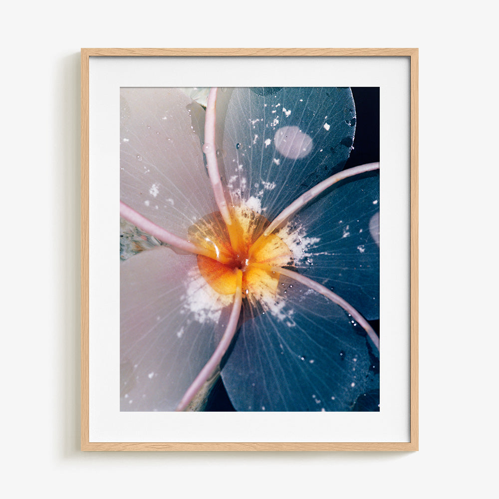 Plumeria