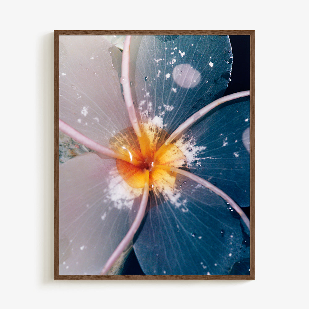 Plumeria
