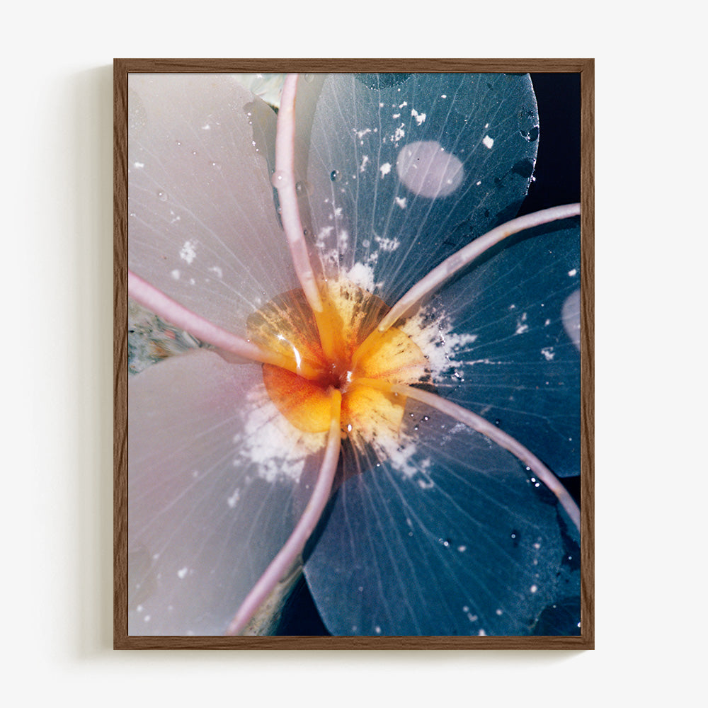 Plumeria