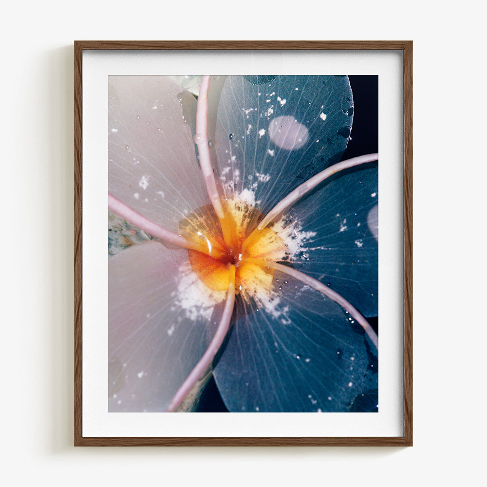Plumeria
