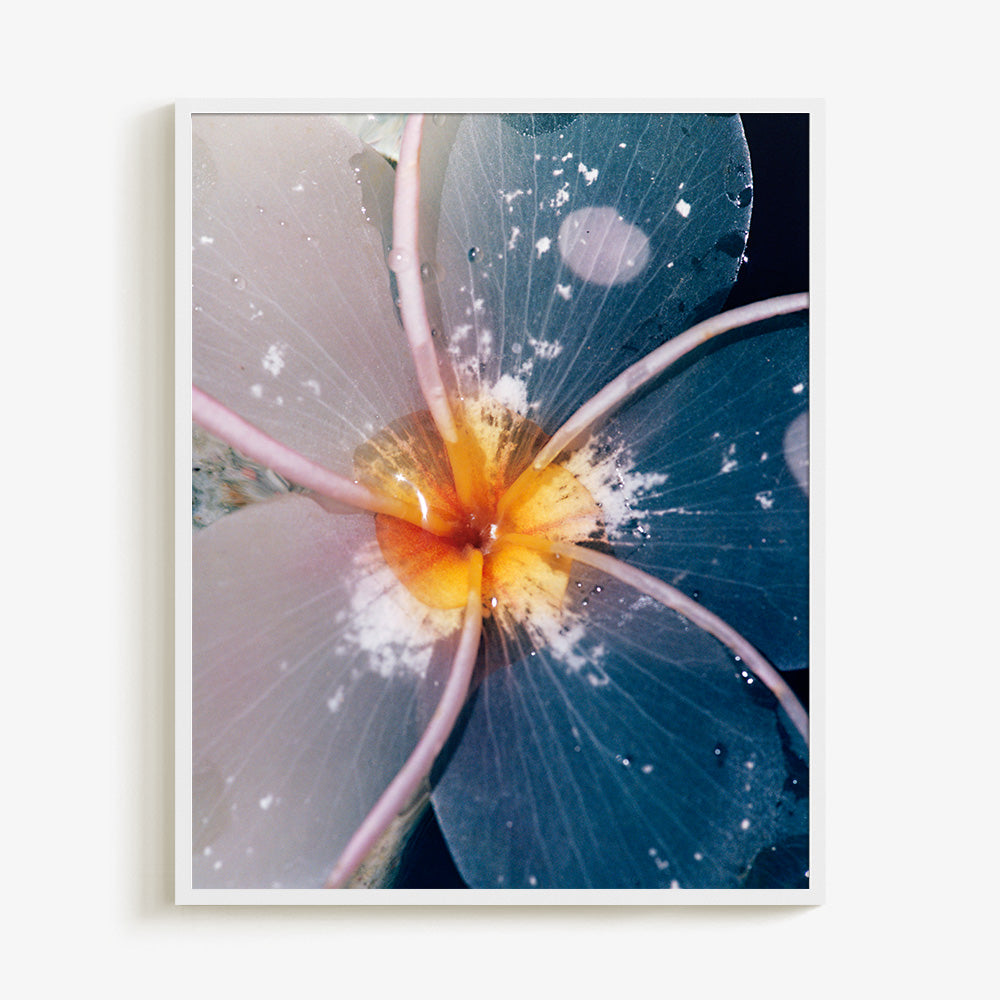 Plumeria