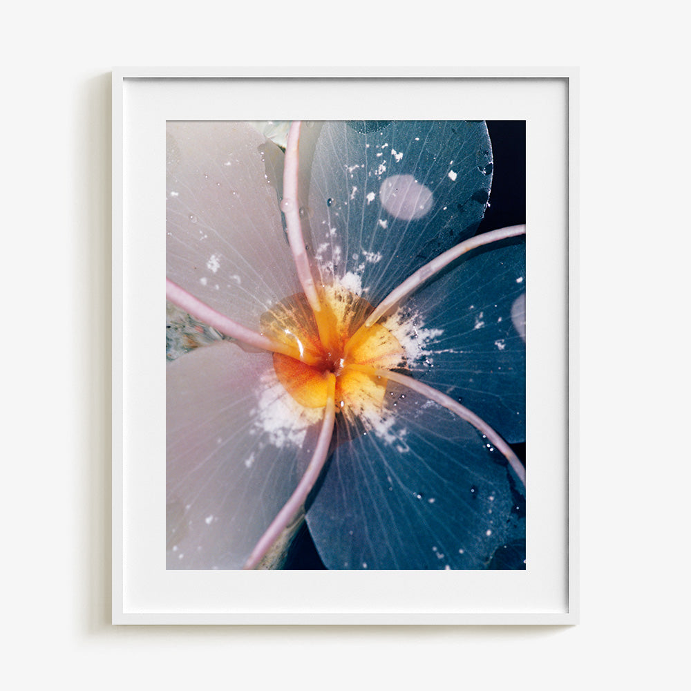 Plumeria