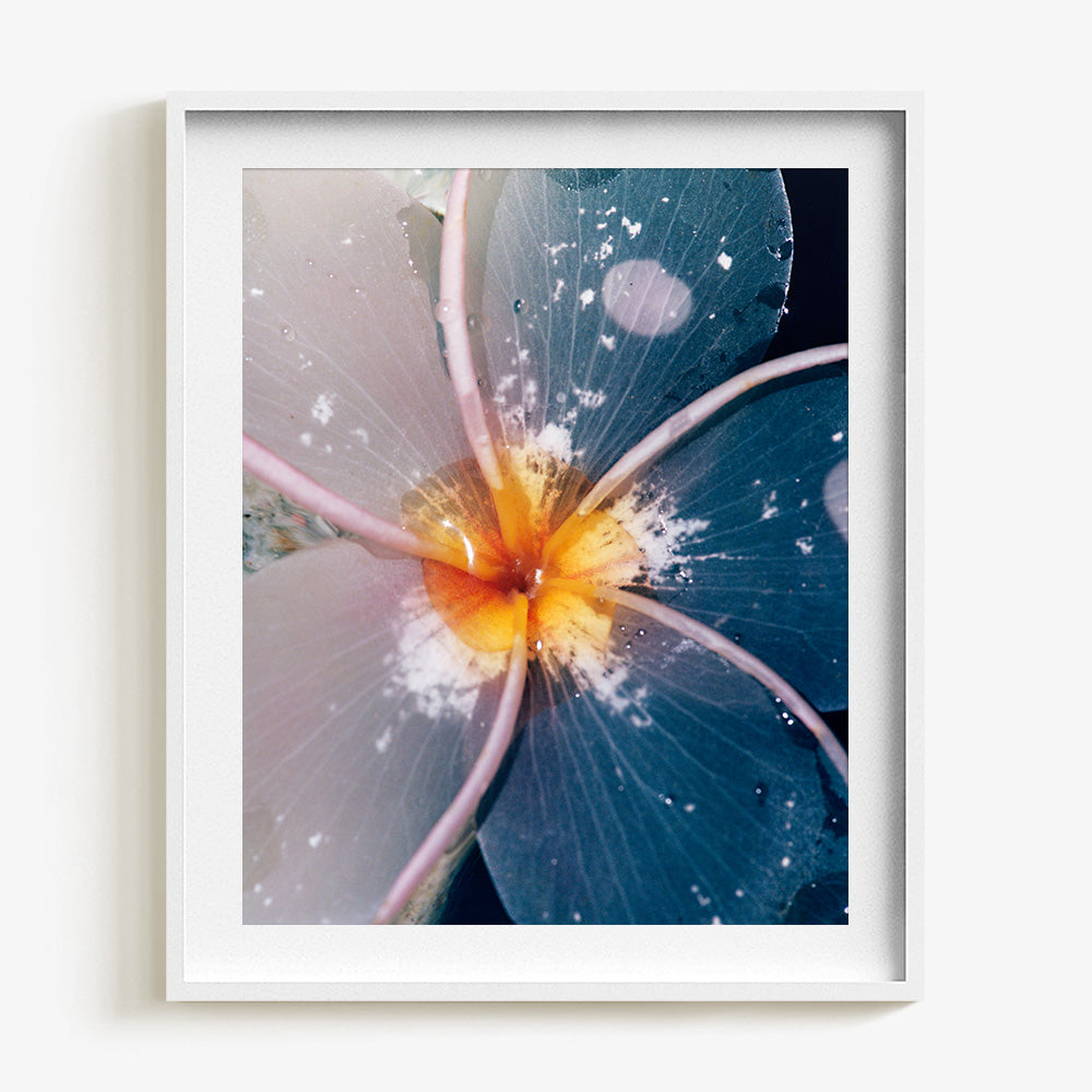 Plumeria
