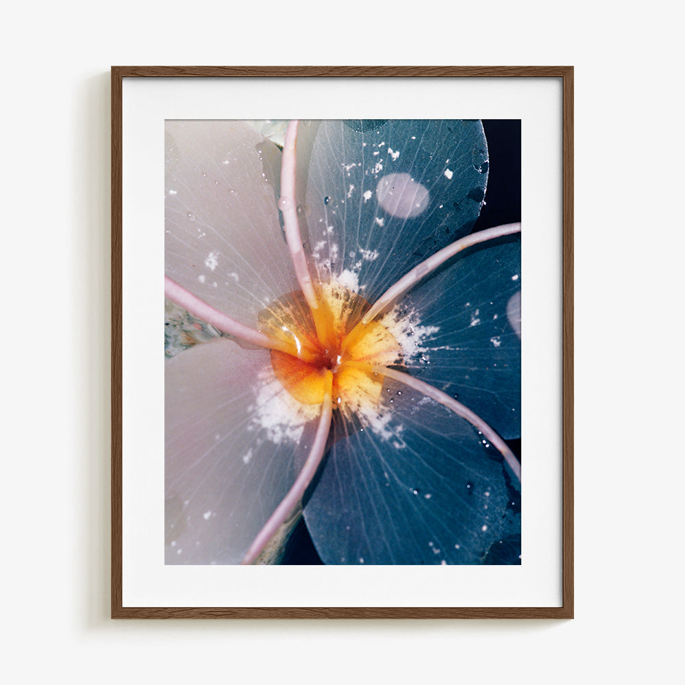 Plumeria