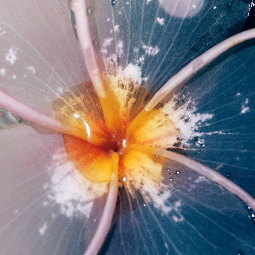 Plumeria