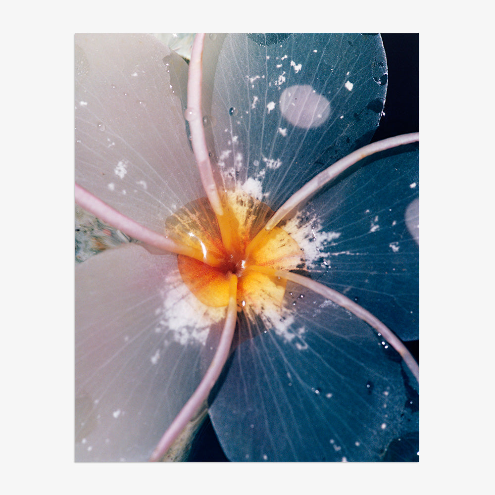 Plumeria