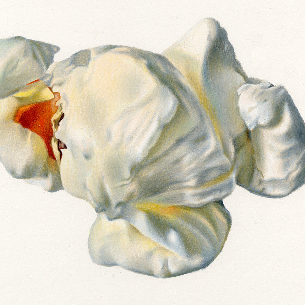 Drawing by Claire Salvo