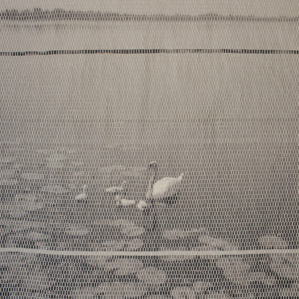 Swans