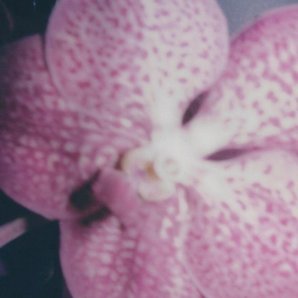 Forward , Polaroid by Forward Tappan