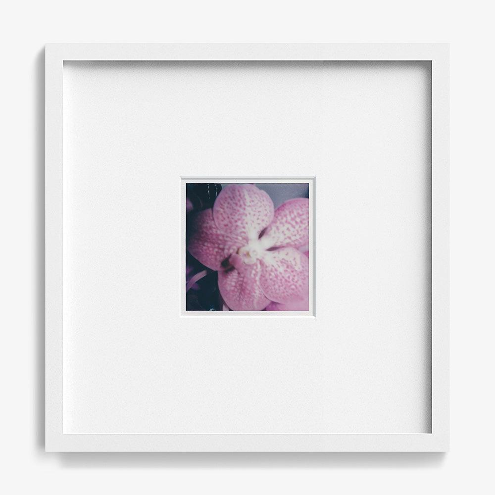 Polaroid by Neil Kryszak