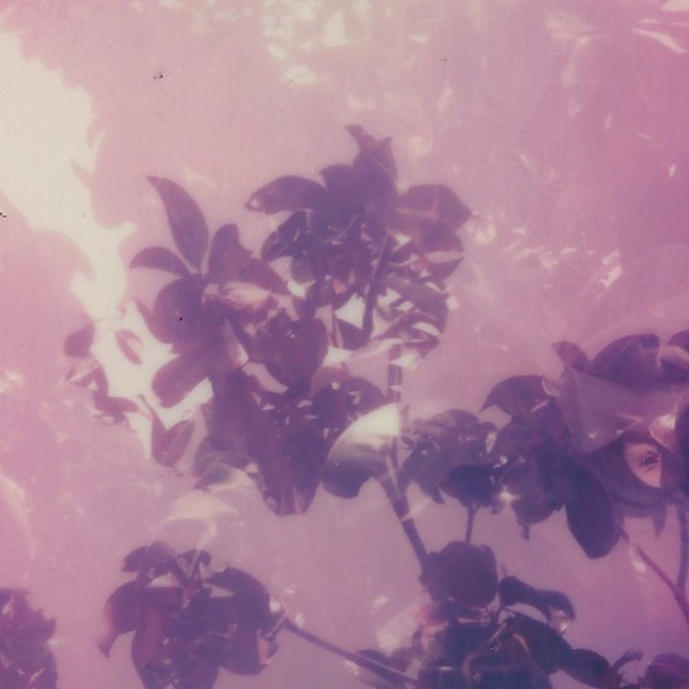 Source , Polaroid by Source Tappan