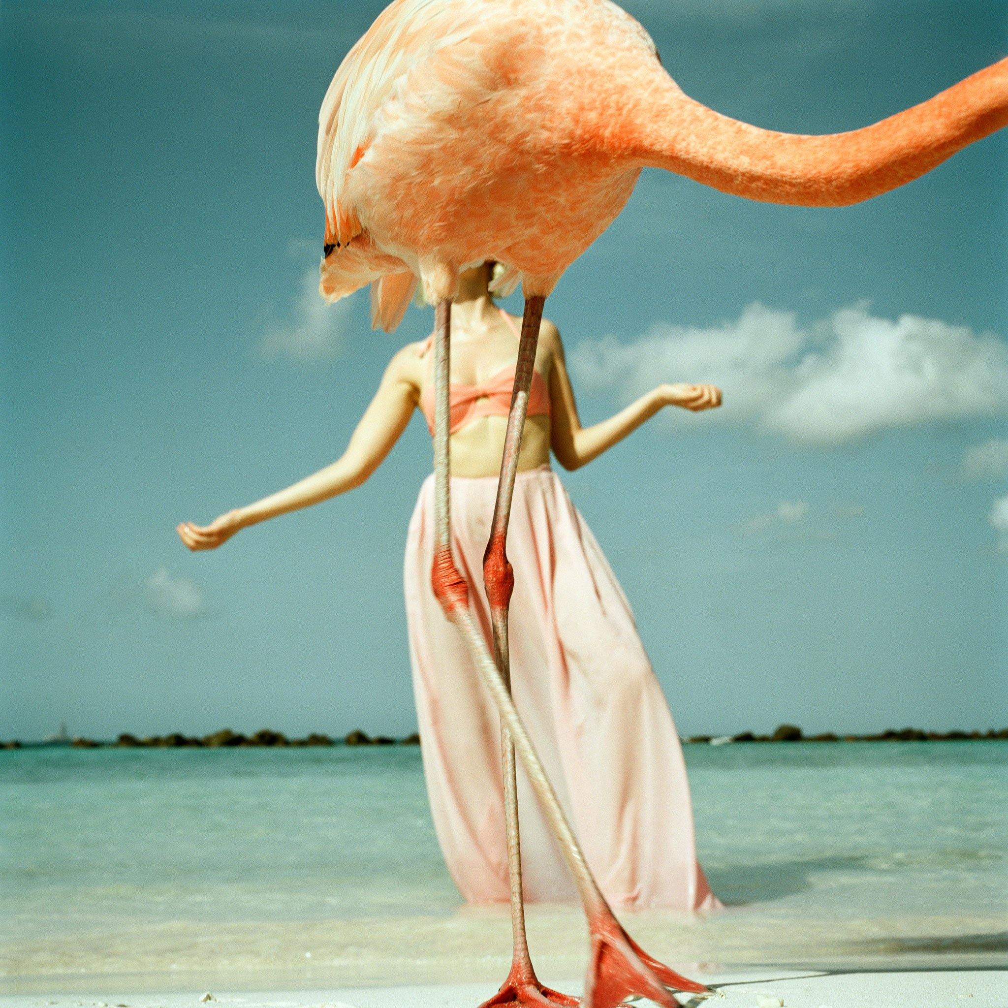 Flamingo 2, Photograph  by  Flamingo 2 Tappan