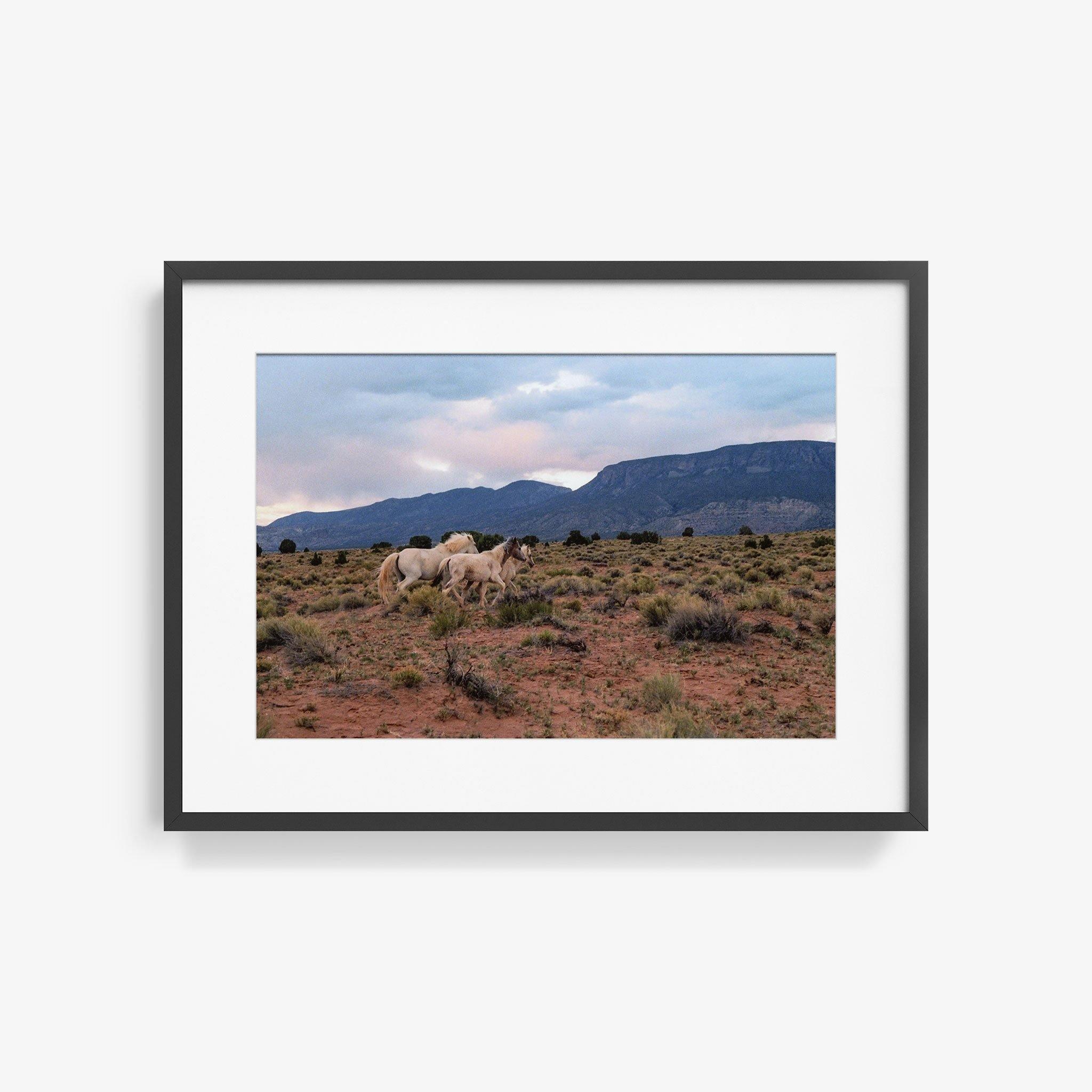 Horses, Photograph  by  Horses Tappan