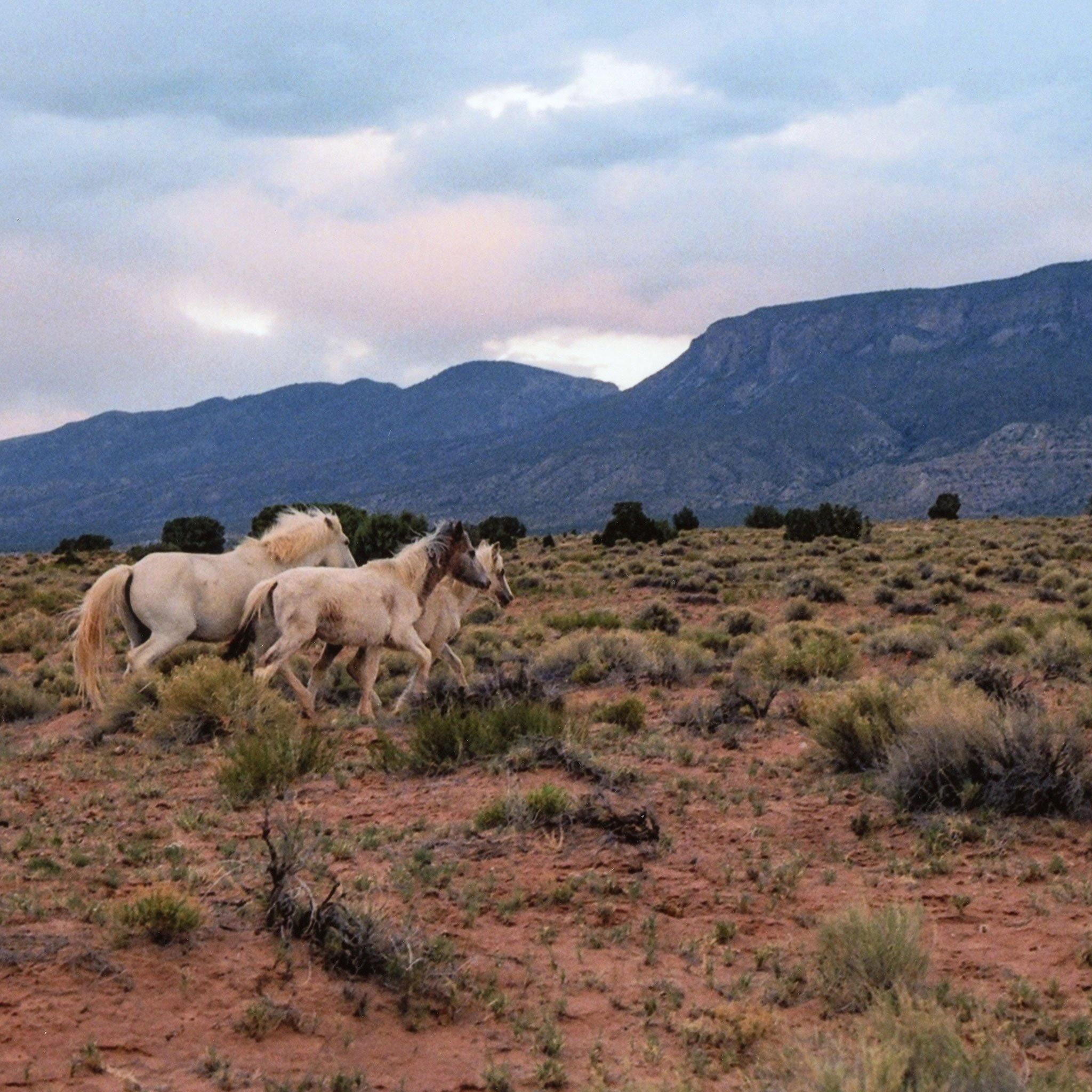 Horses, Photograph  by  Horses Tappan