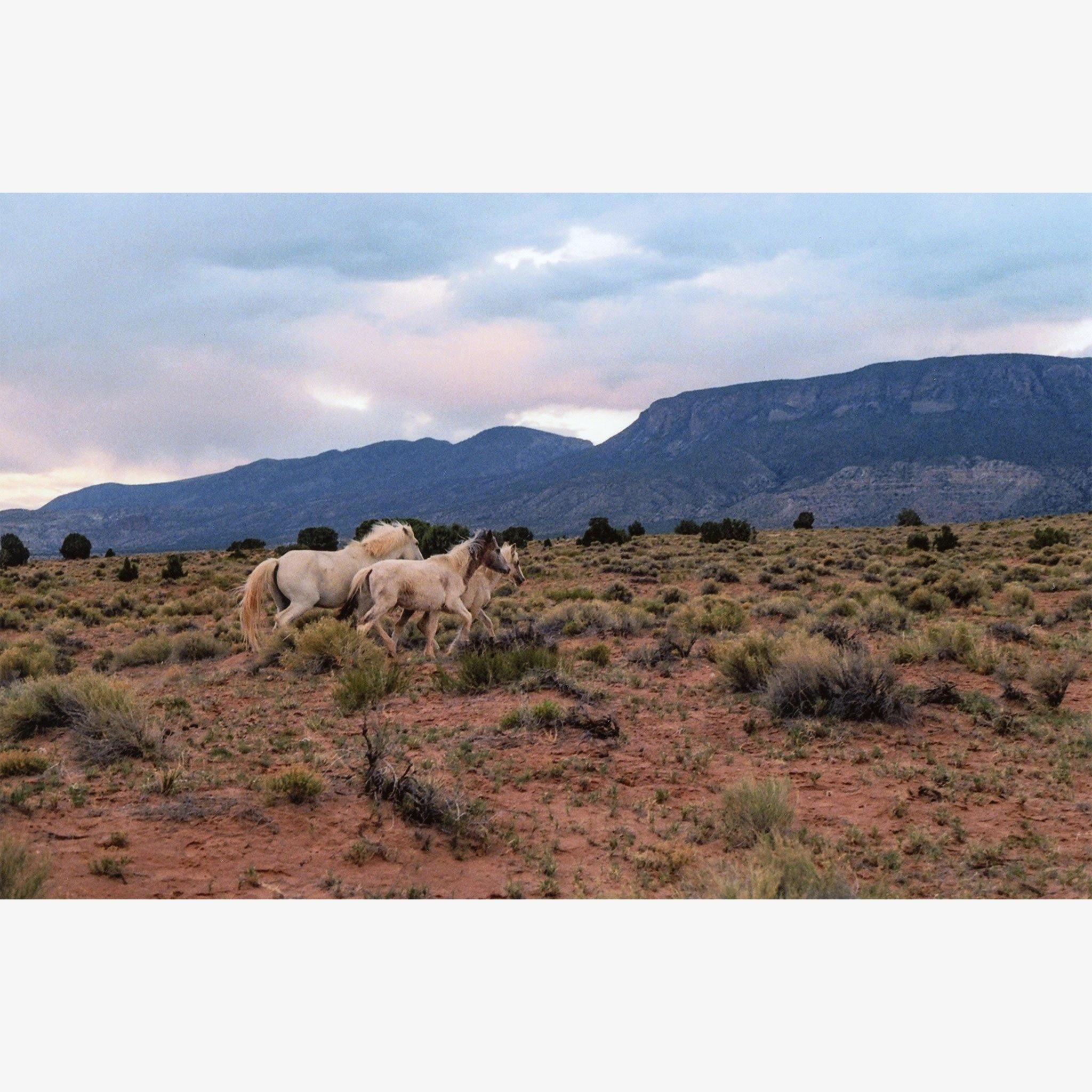 Horses, Photograph  by  Horses Tappan