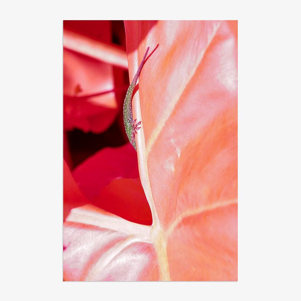 Rosa Mundi 5