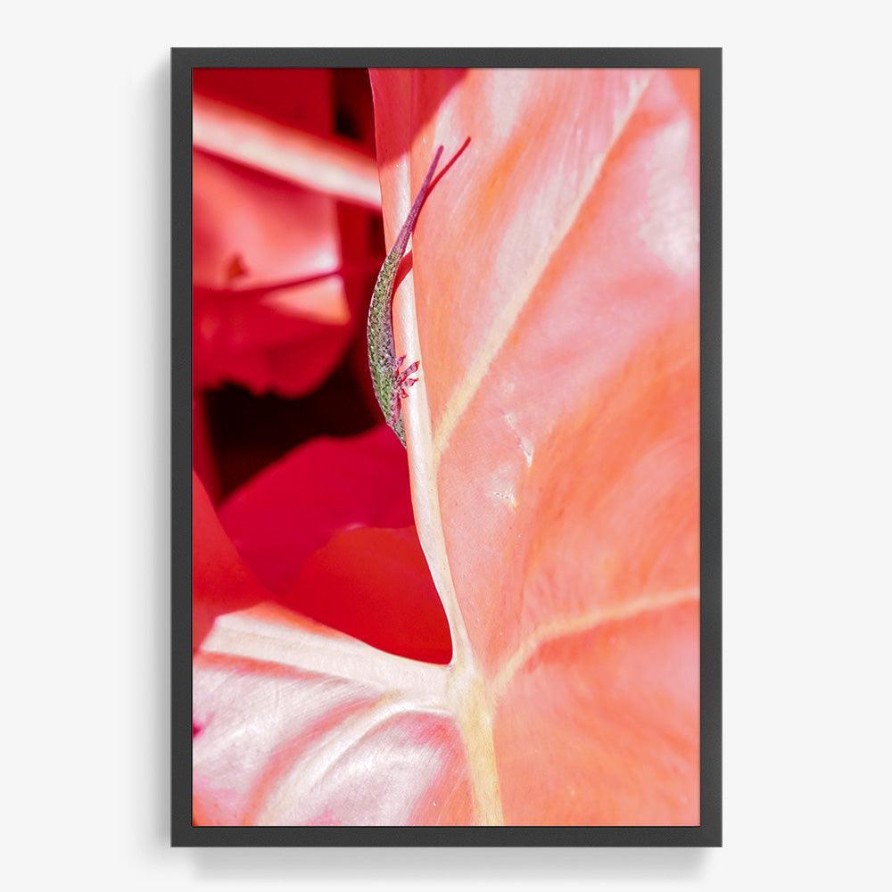 Rosa Mundi 5