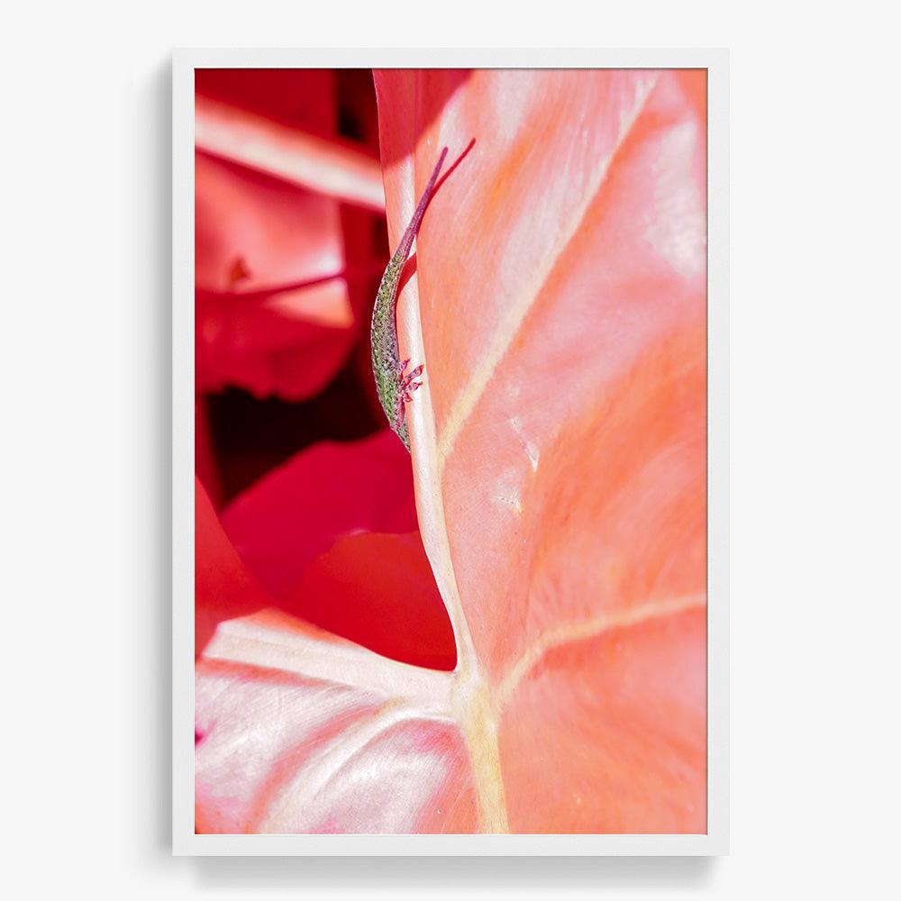 Rosa Mundi 5