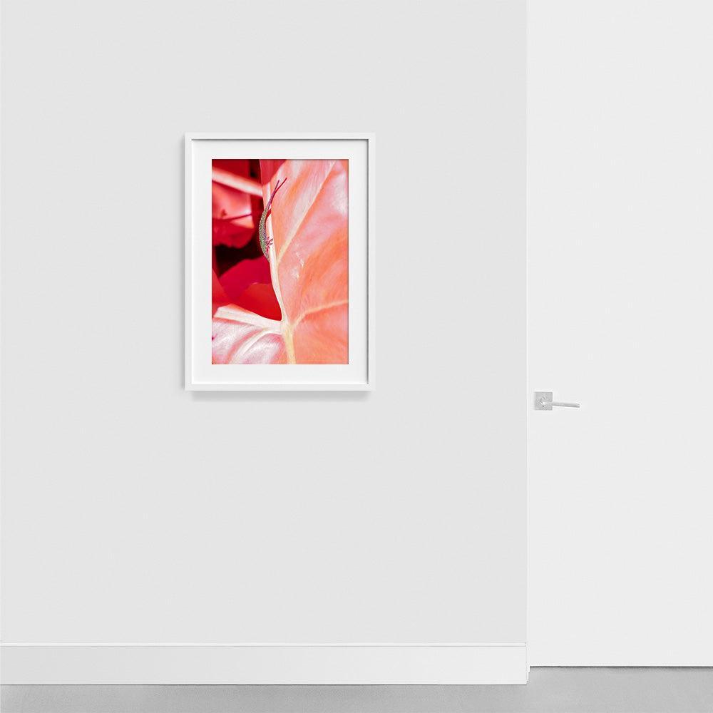 Rosa Mundi 5