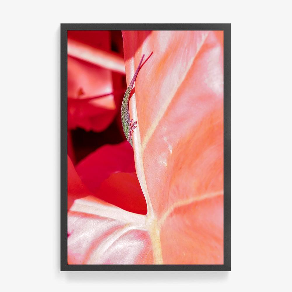 Rosa Mundi 5