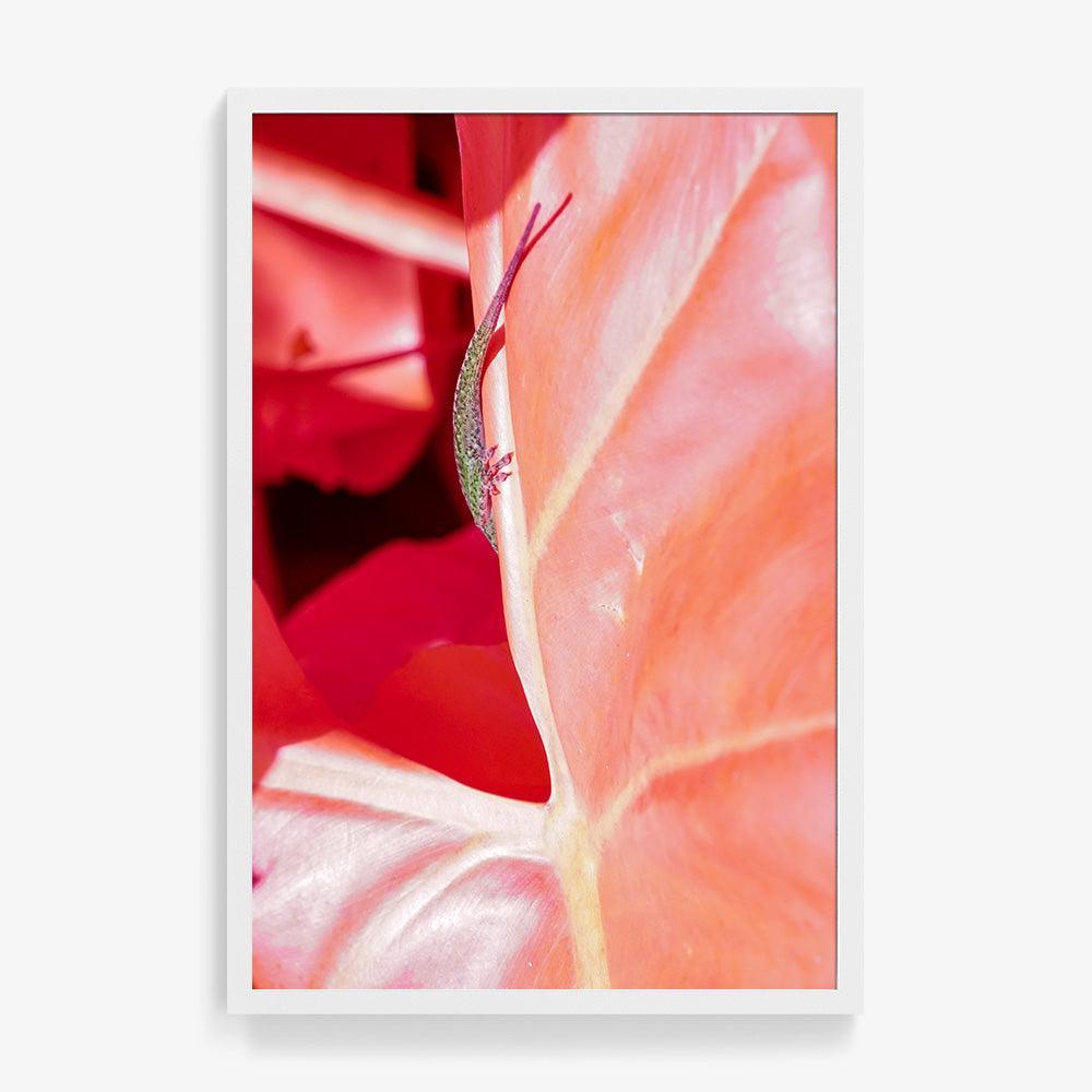 Rosa Mundi 5