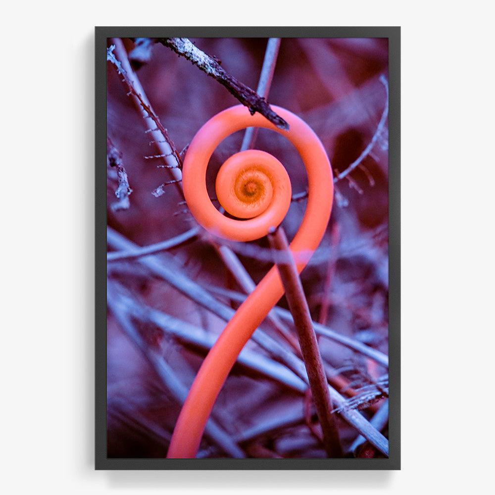 Rosa Mundi 9