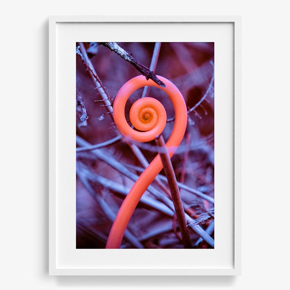 Rosa Mundi 9