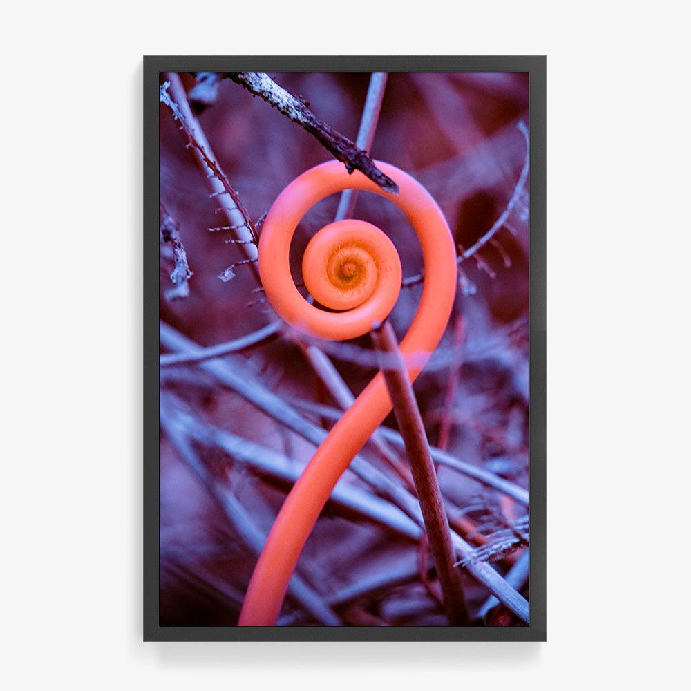 Rosa Mundi 9